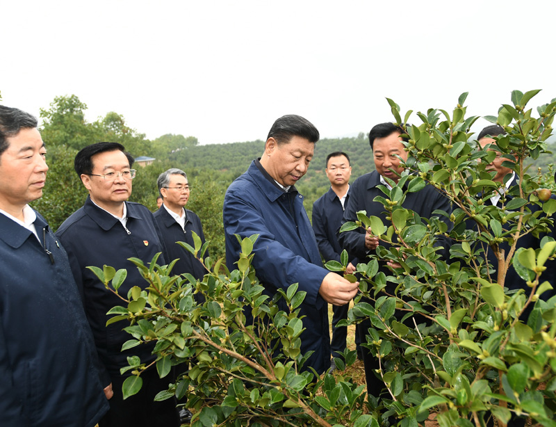 　　9月16日至18日，中共中央總書記、國家主席、中央軍委主席習近平在河南考察。這是17日上午，習近平來到信陽市光山縣槐店鄉(xiāng)司馬光油茶園，實地察看油茶樹種植和掛果情況。新華社記者 謝環(huán)馳 攝